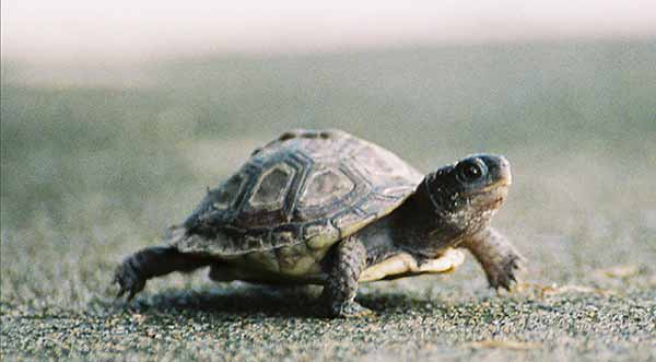 how to slow travel