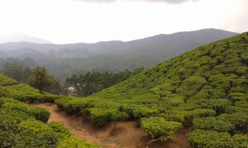 Munnar tea plantations