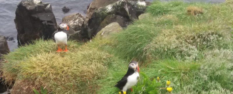 puffins Borgarfjordur two weeks in Iceland