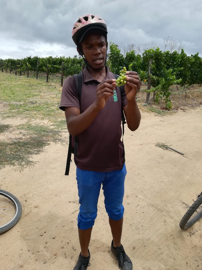cycling tour of Stellenbosch