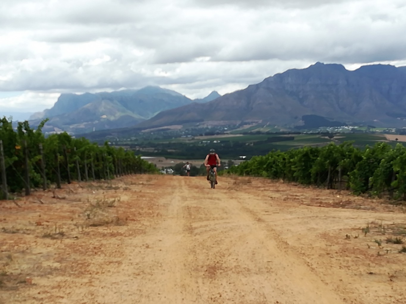 cycling tour of Stellenbosch
