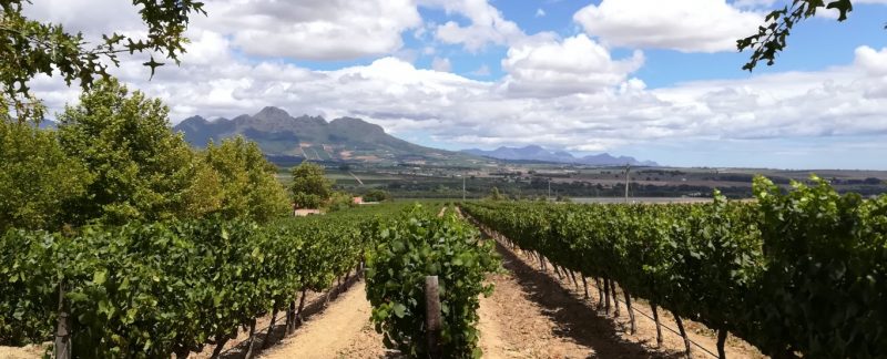 Stellenbosch wine tasting