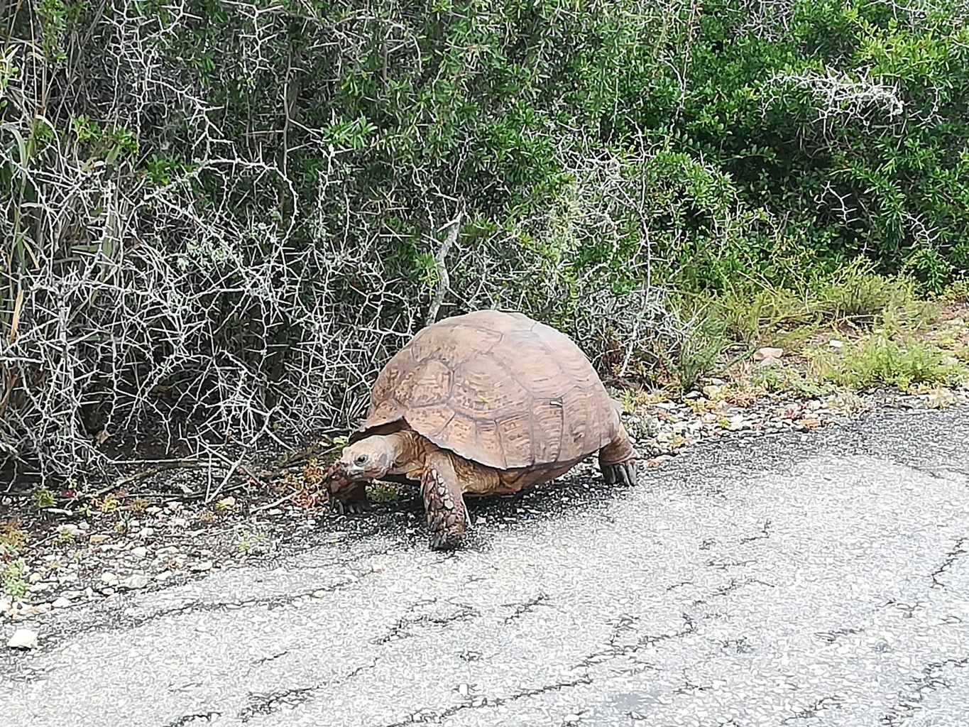 first time safari tips
