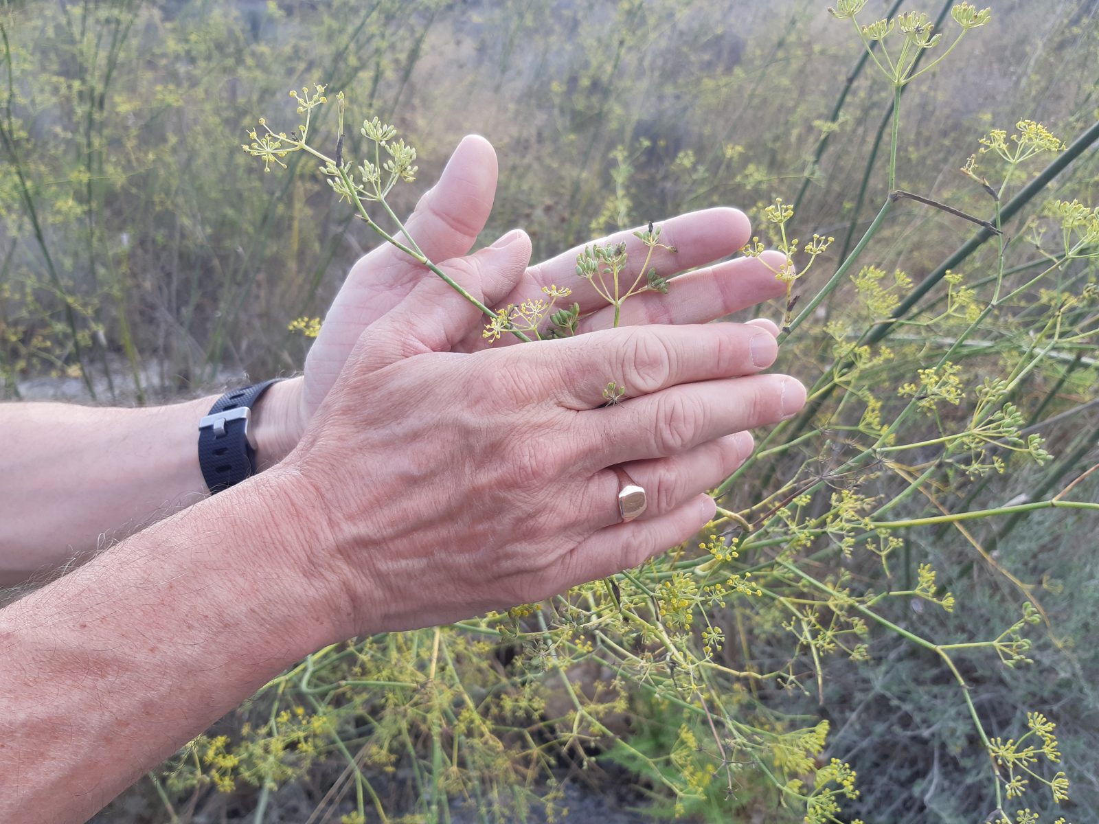 wild fennel seeds Siera de la Muela