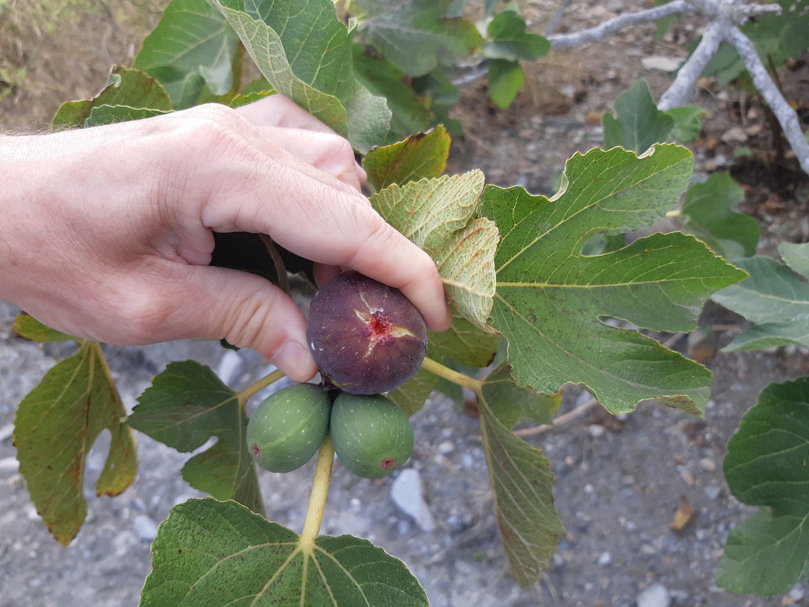 fig tree Siera de la Muela