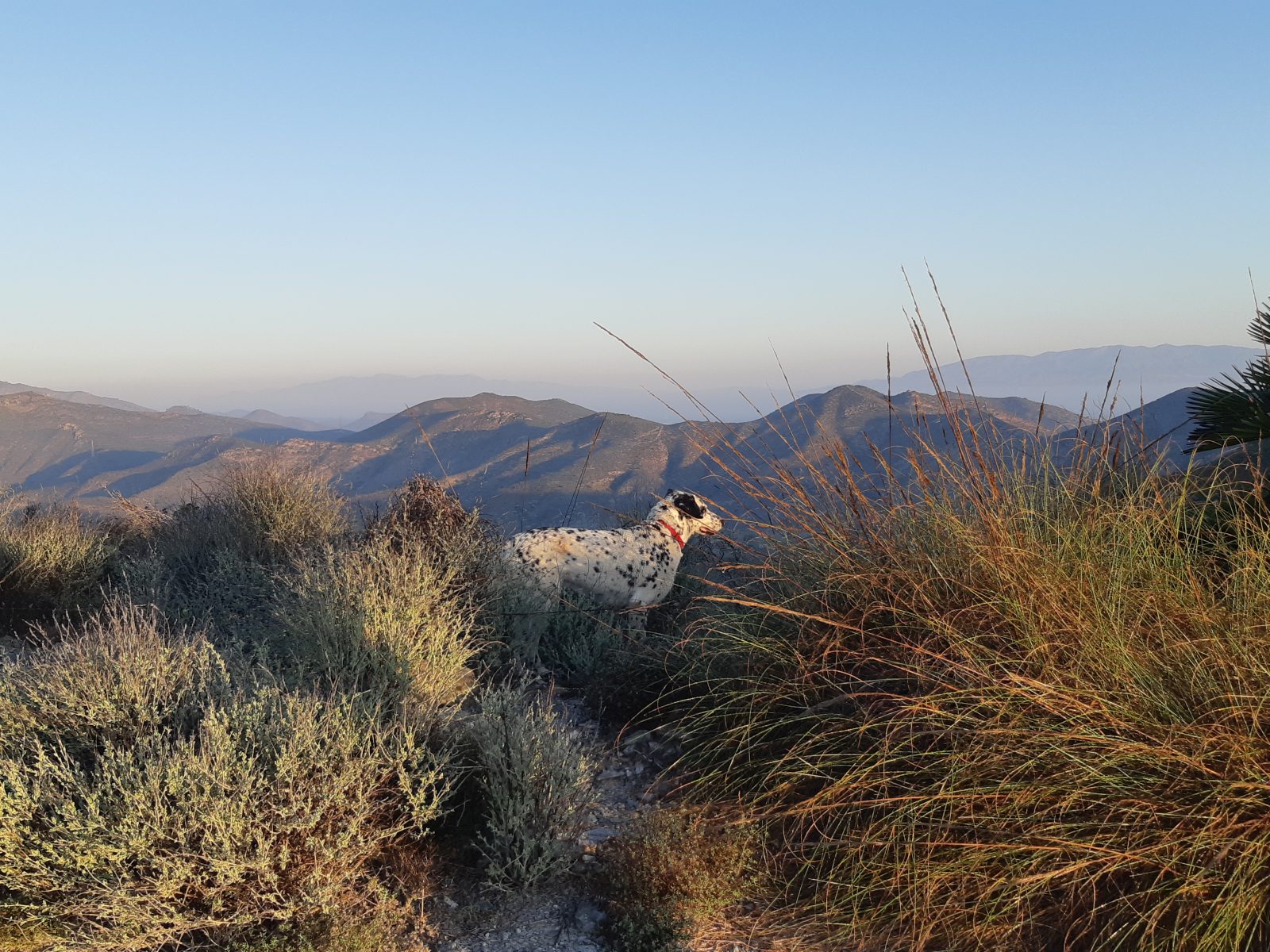 house sitting in Spain