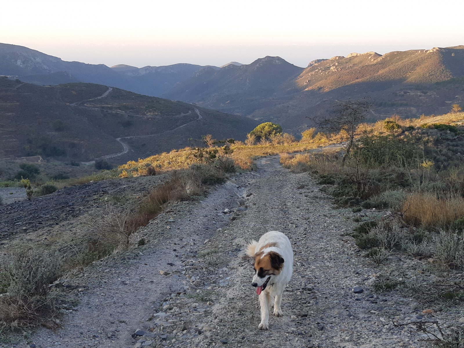 dog sitting in Spain