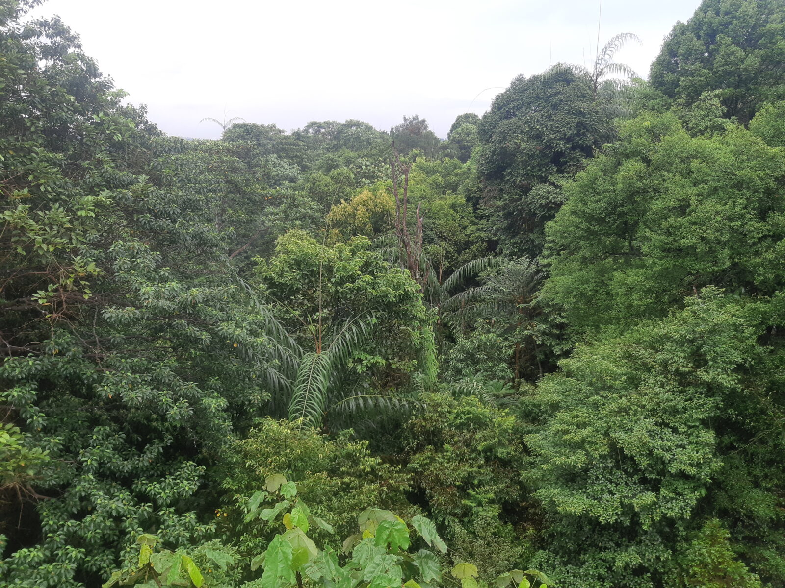 Central Catchment Nature Reserve