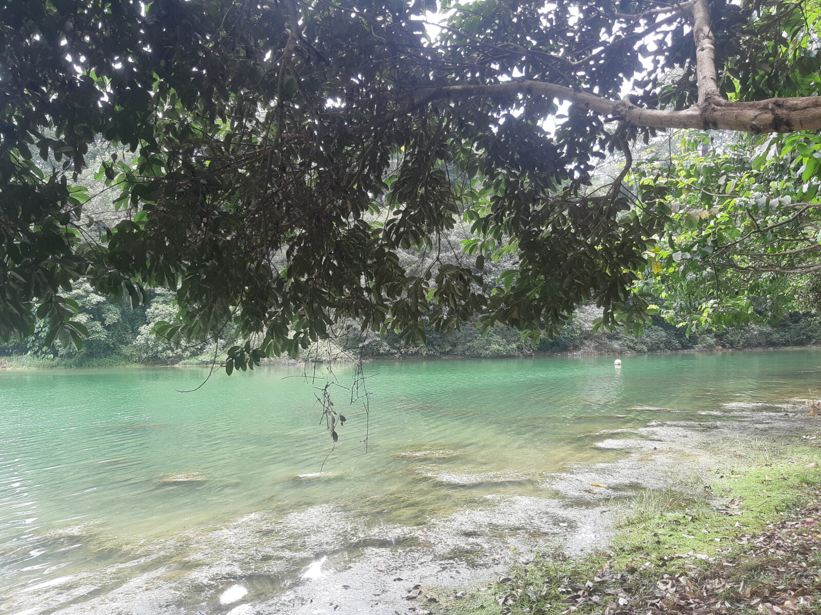 MacRitchie Reservoir Singapore
