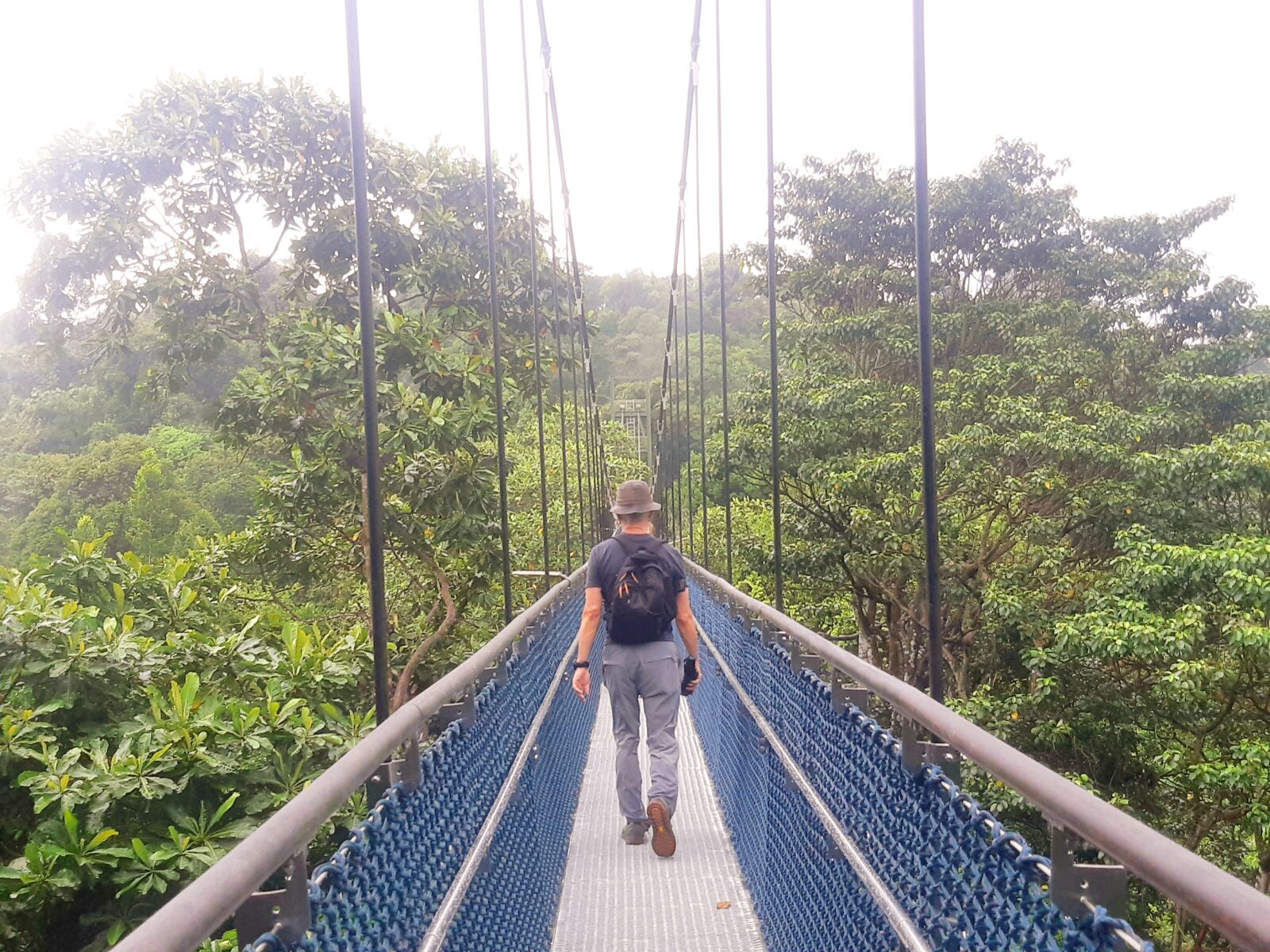 Treetop Walk MacRitchie Reservoir Singapore