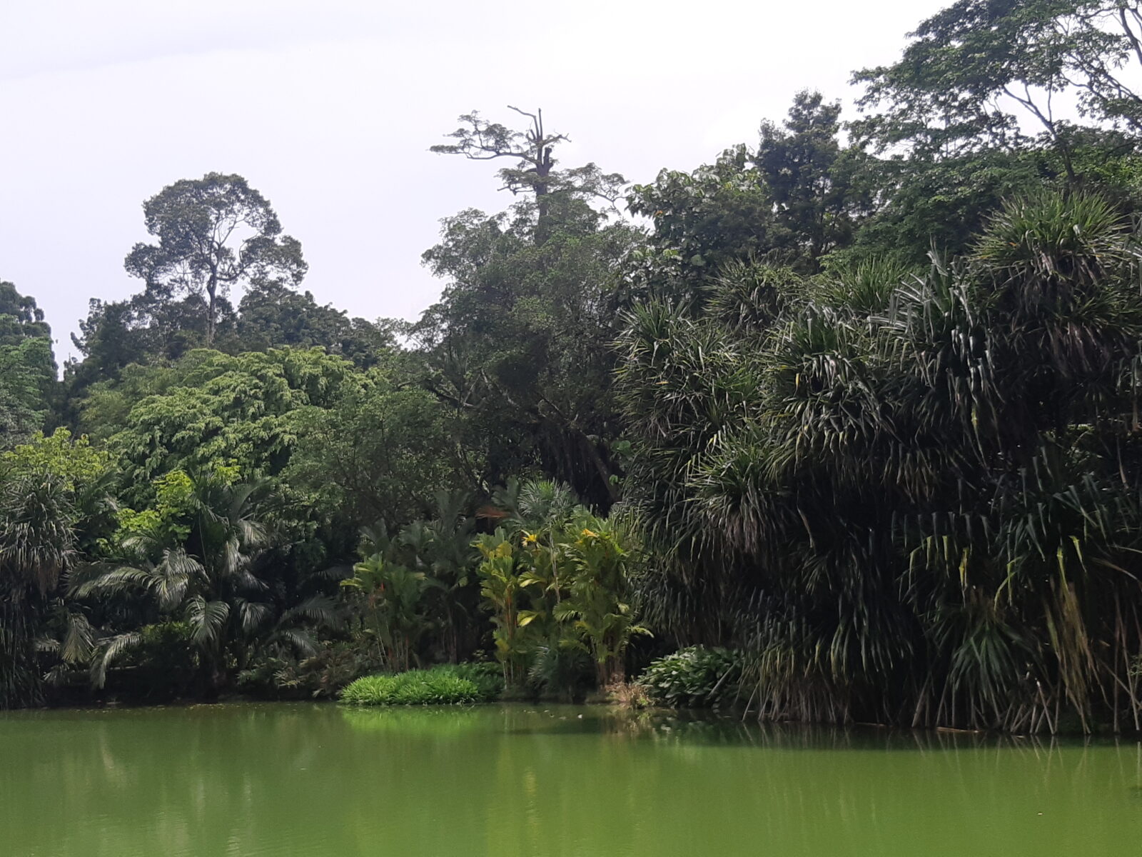 Botanic Gardens Singapore