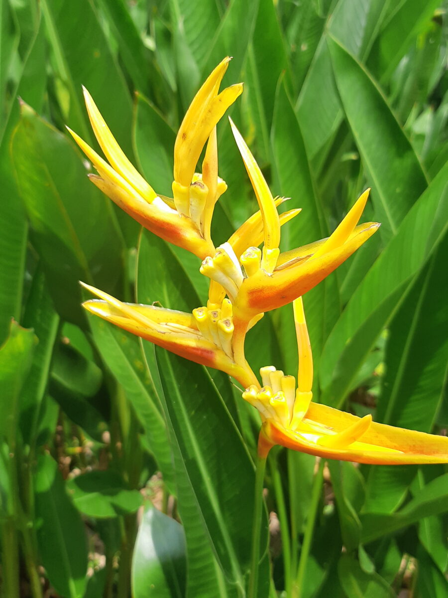 Botanic Gardens Singapore