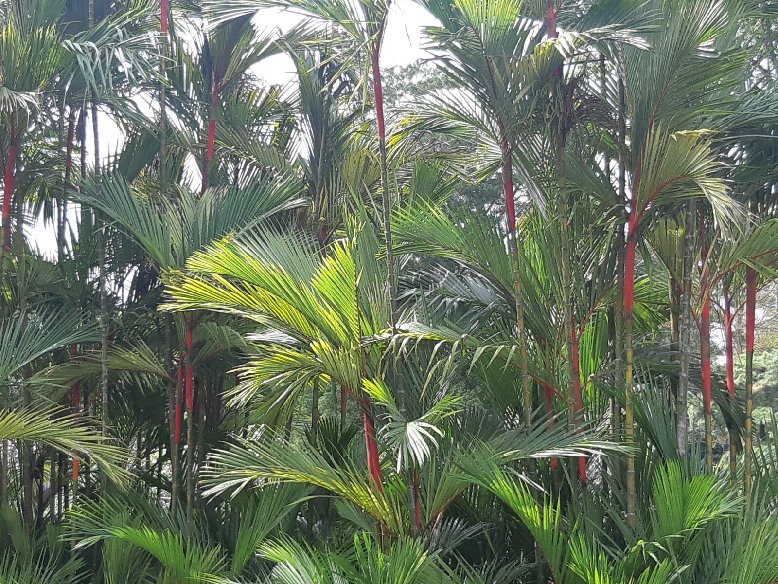 Botanic Gardens Singapore